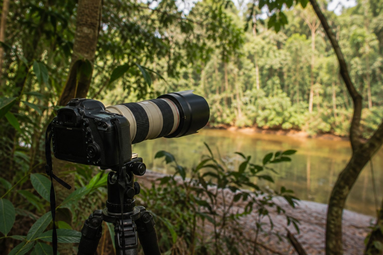 Wildlife photographer using a telephoto lens in a blind at the Manu Macaw Clay Lick