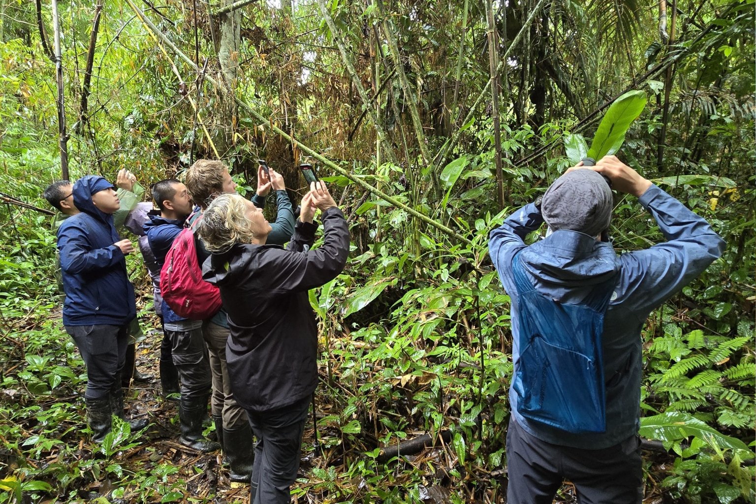 Birdwatchers using spotting scopes to observe macaws at a clay lick in Manu