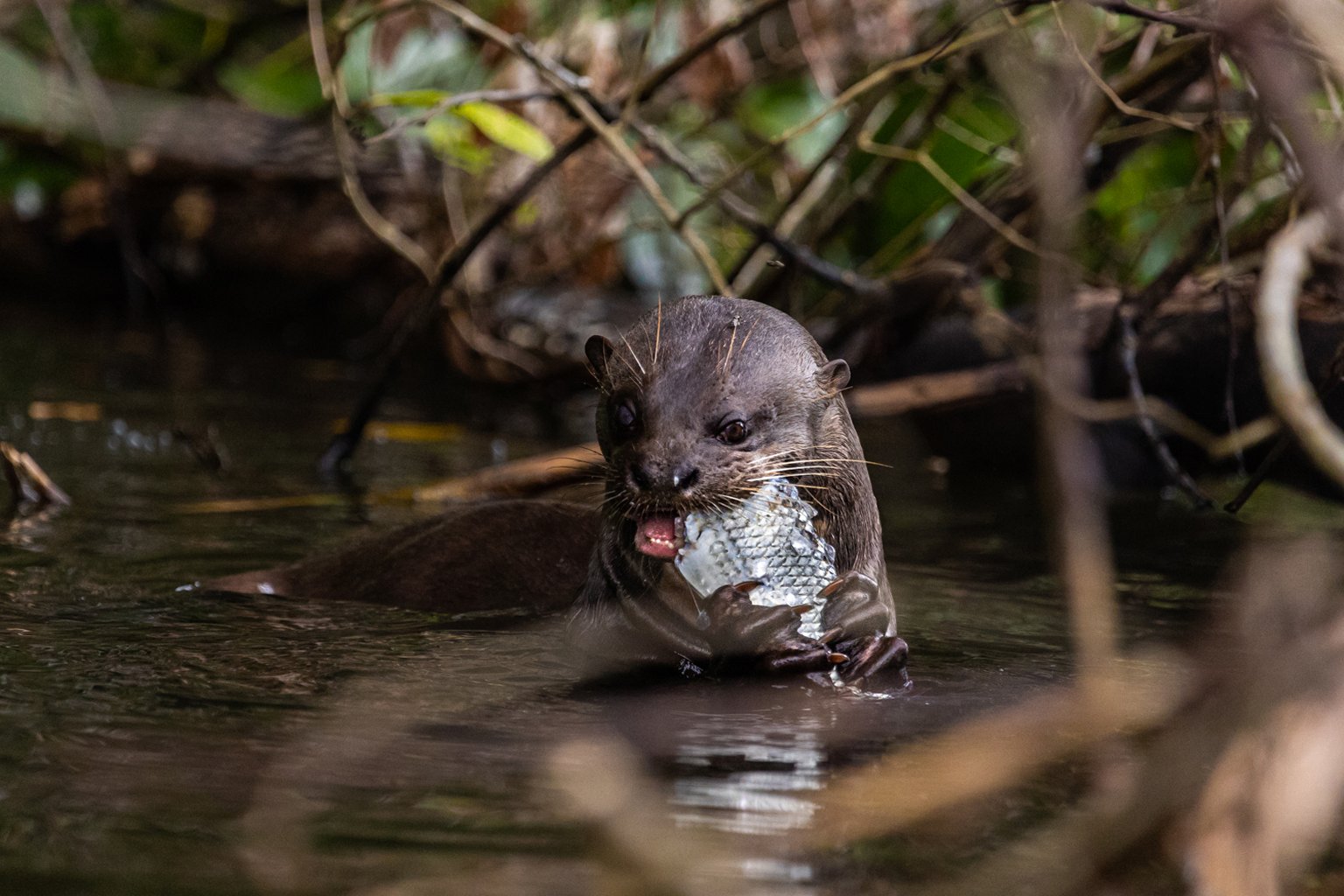 Giant river otter eating fish on a log in the Amazon rainforest