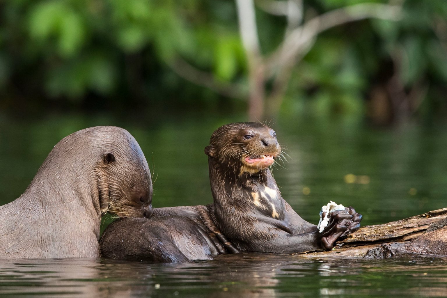 Family of giant river otters swimming in an oxbow lake in Manu National Park