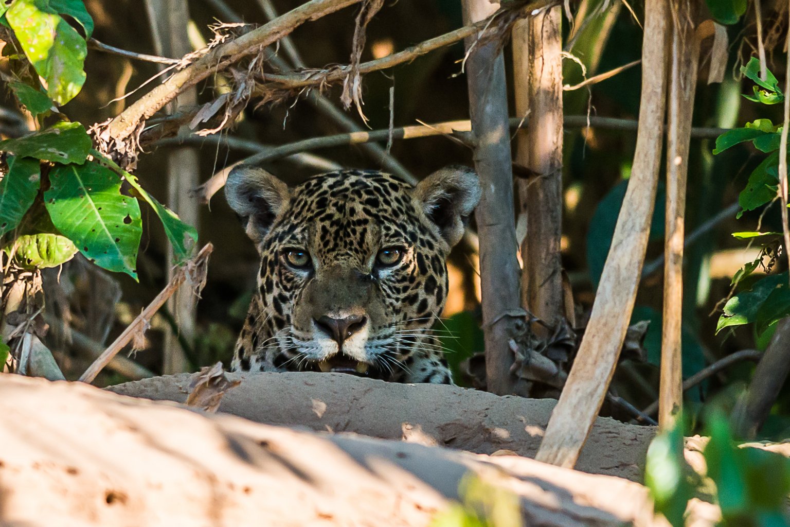 Wild jaguar walking along the riverbank in Manu National Park, Peru