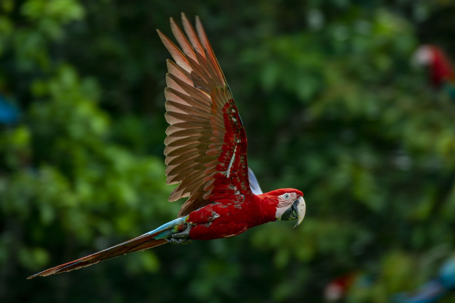 Hundreds of Scarlet Macaws flying over the Manu Macaw Clay Lick in the Amazon