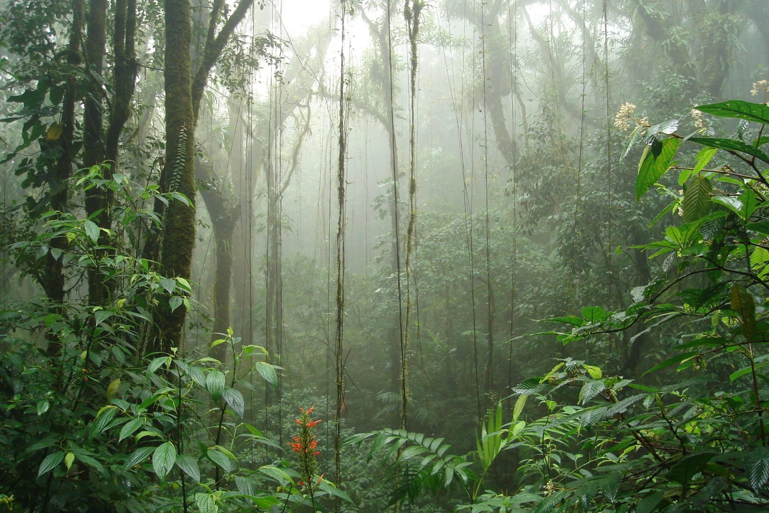 Misty cloud forest in Manu Biosphere Reserve during wet season