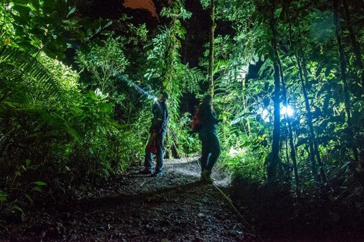 Expert guide using a red-light flashlight to spot nocturnal wildlife on a night walk in Manu