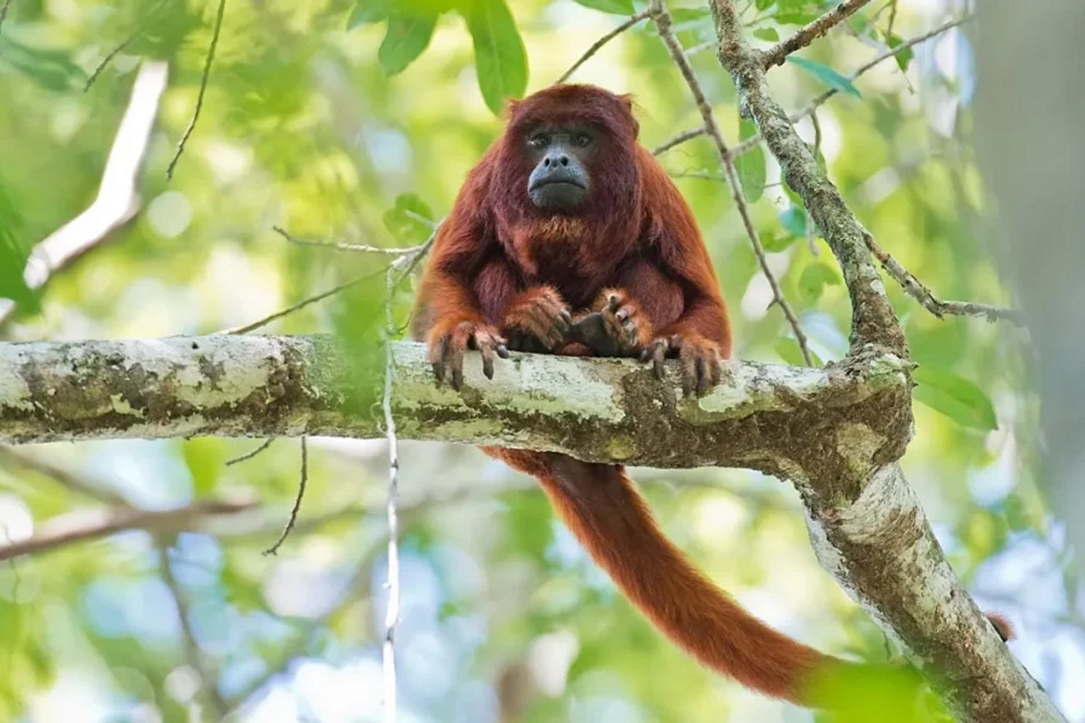 Nocturnal Owl Monkey (Night Monkey) with large amber eyes in the Amazon