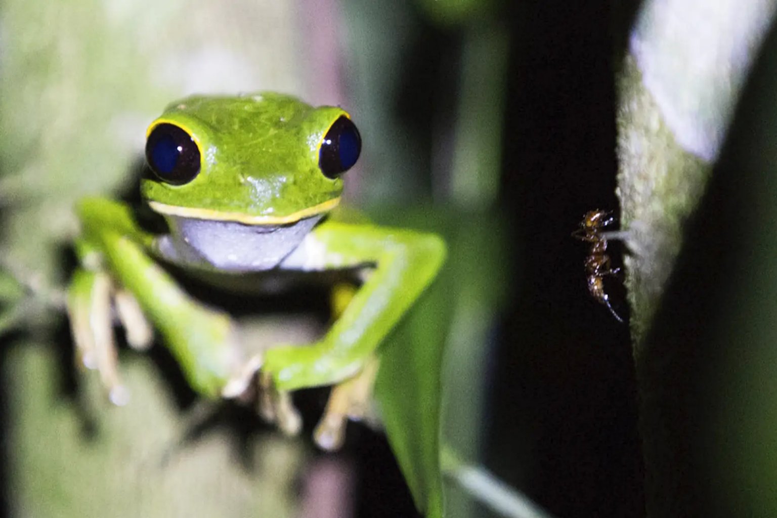Vibrant Red-eyed Tree Frog spotted on a jungle leaf at night in the Amazon