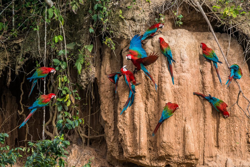 Scarlet macaws at Macaw Clay Lick in Manu National Park