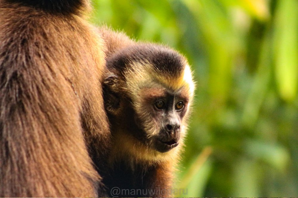 Manu National Park 4 Days Tour