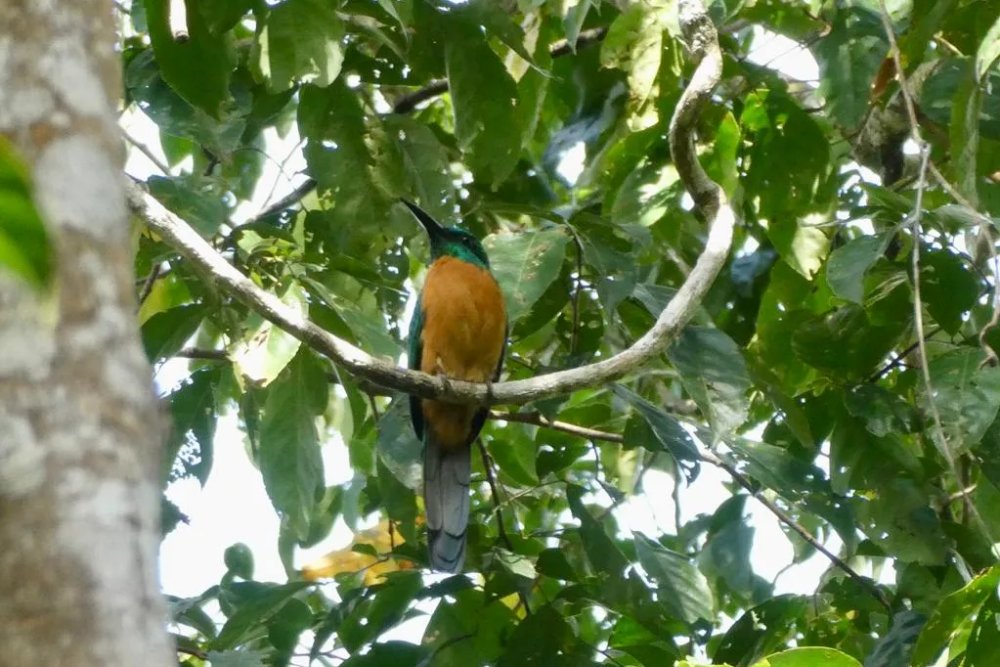 Manu National Park 4 Days Tour
