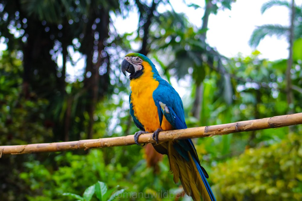 Manu National Park 4 Days Tour