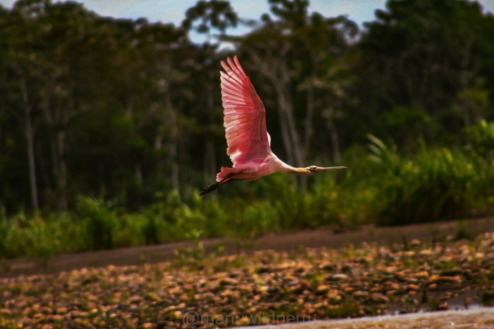 Manu Birdwatching 6 Days Tour