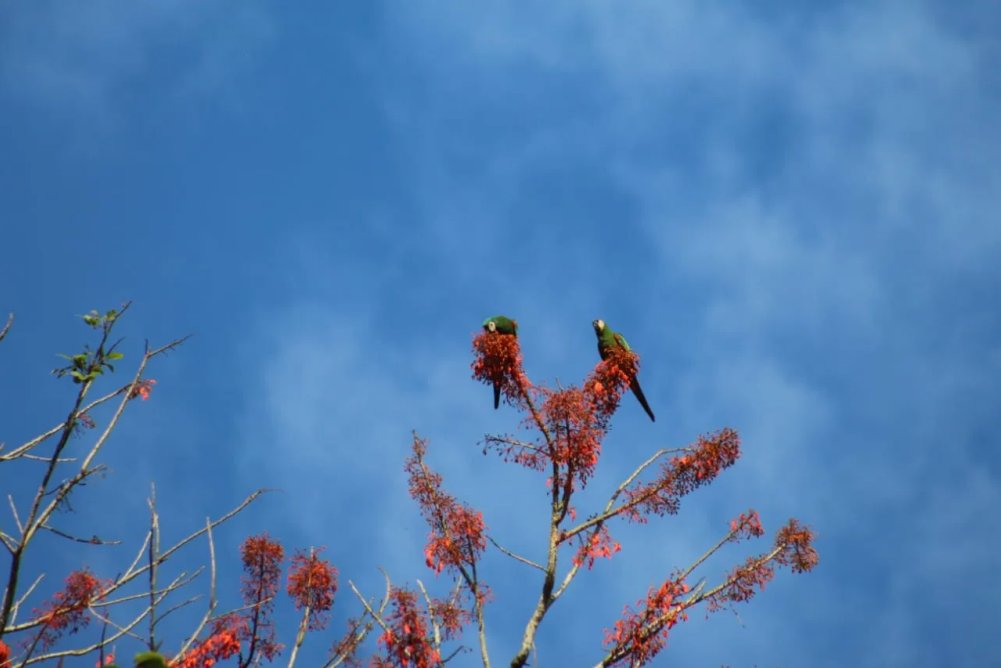 Birding group with spotting scopes on Manu Road