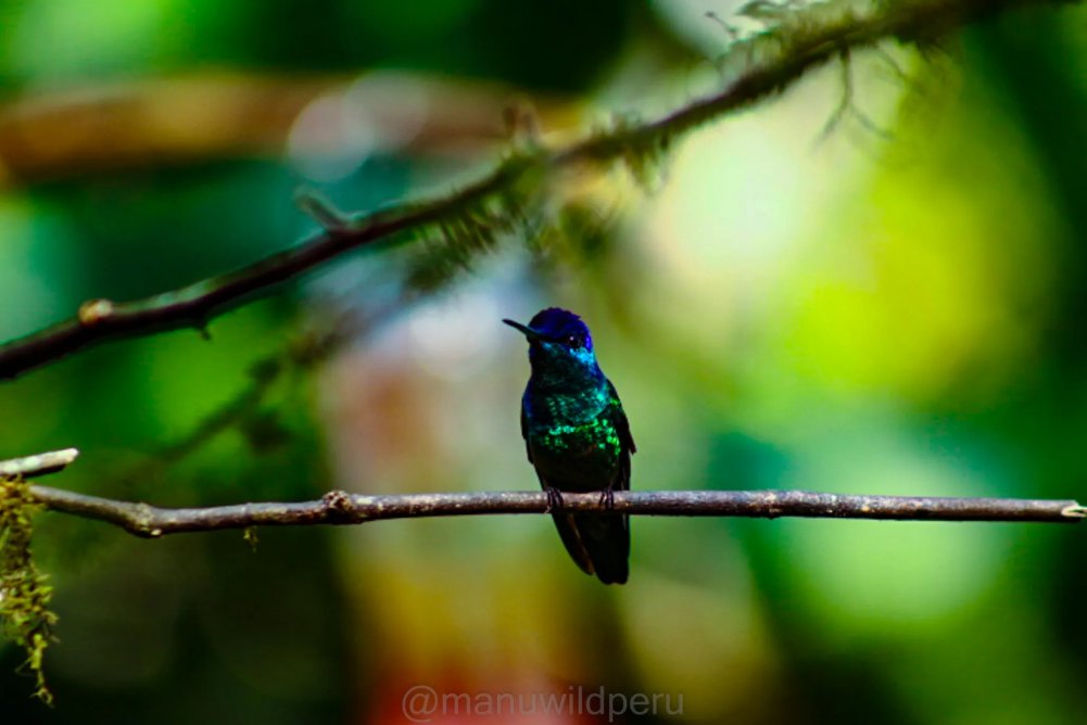 Manu Birdwatching 6 Days Tour