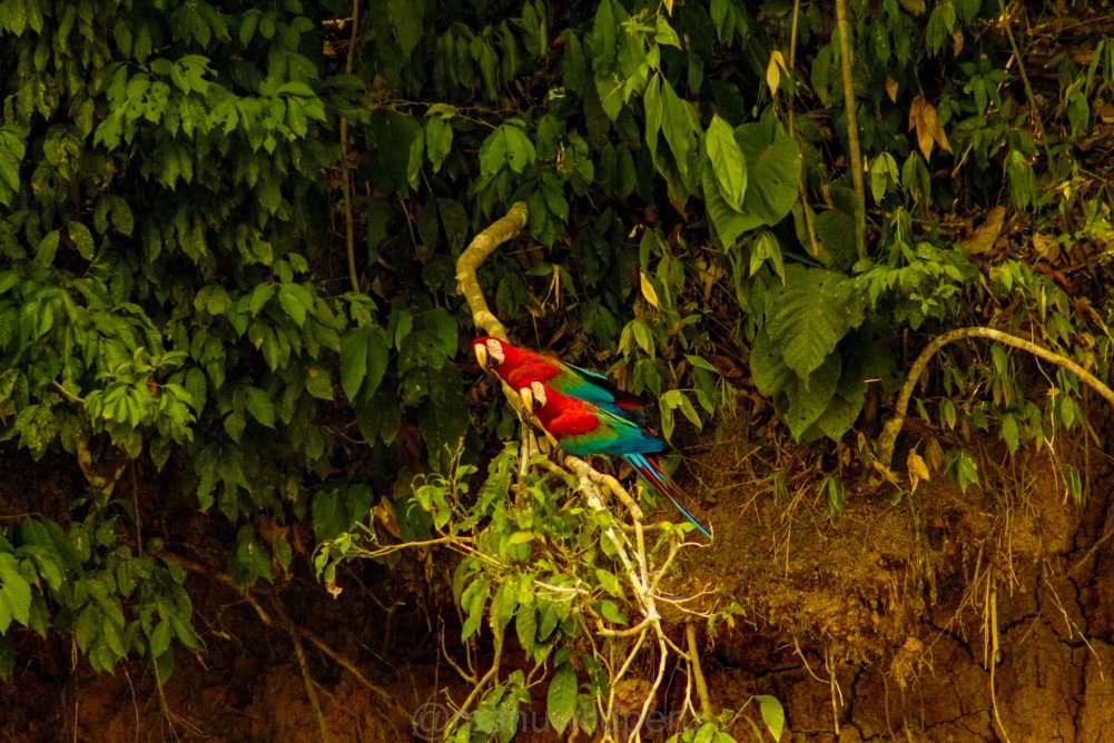 Manu Birdwatching 6 Days Tour