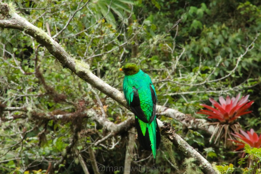 Manu Birdwatching 6 Days Tour