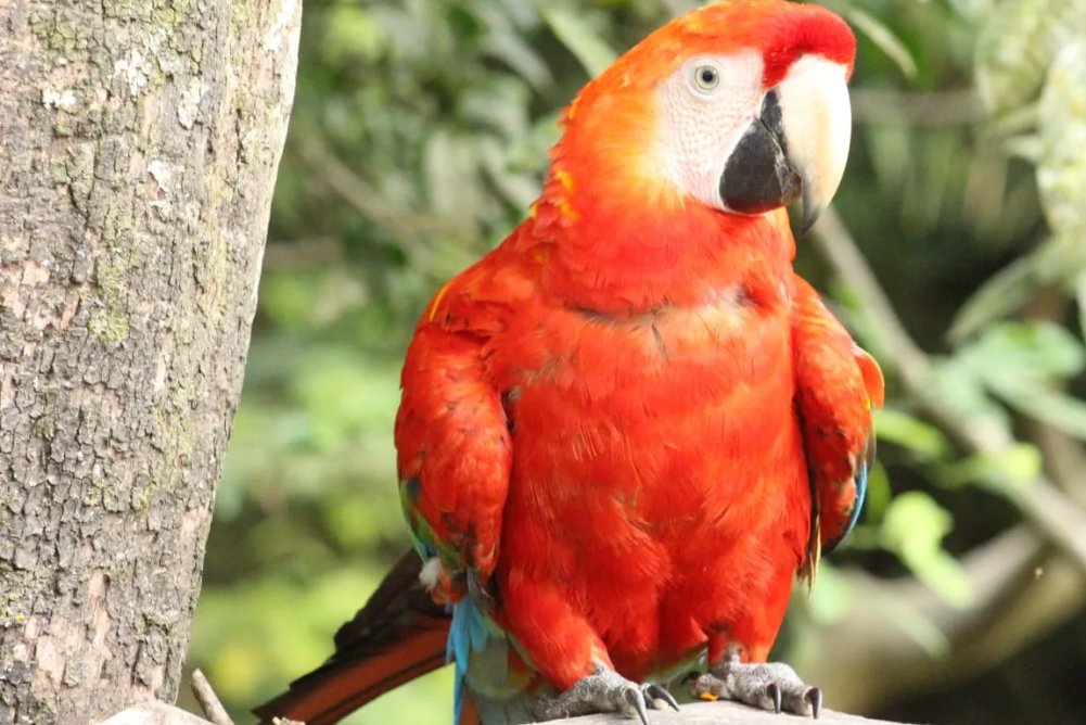 Golden-headed Quetzal in Andes foothill forest