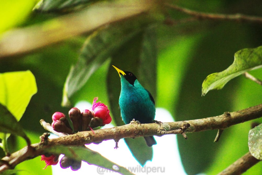 Birding group with scopes in lowland rainforest