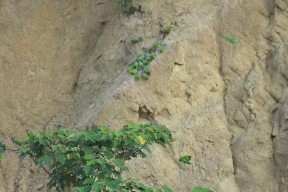Manu Birdwatching 7 Days Tour