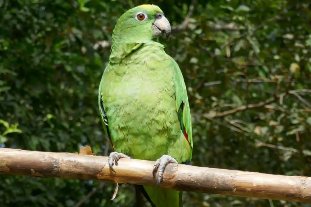 Manu Birdwatching 7 Days Tour