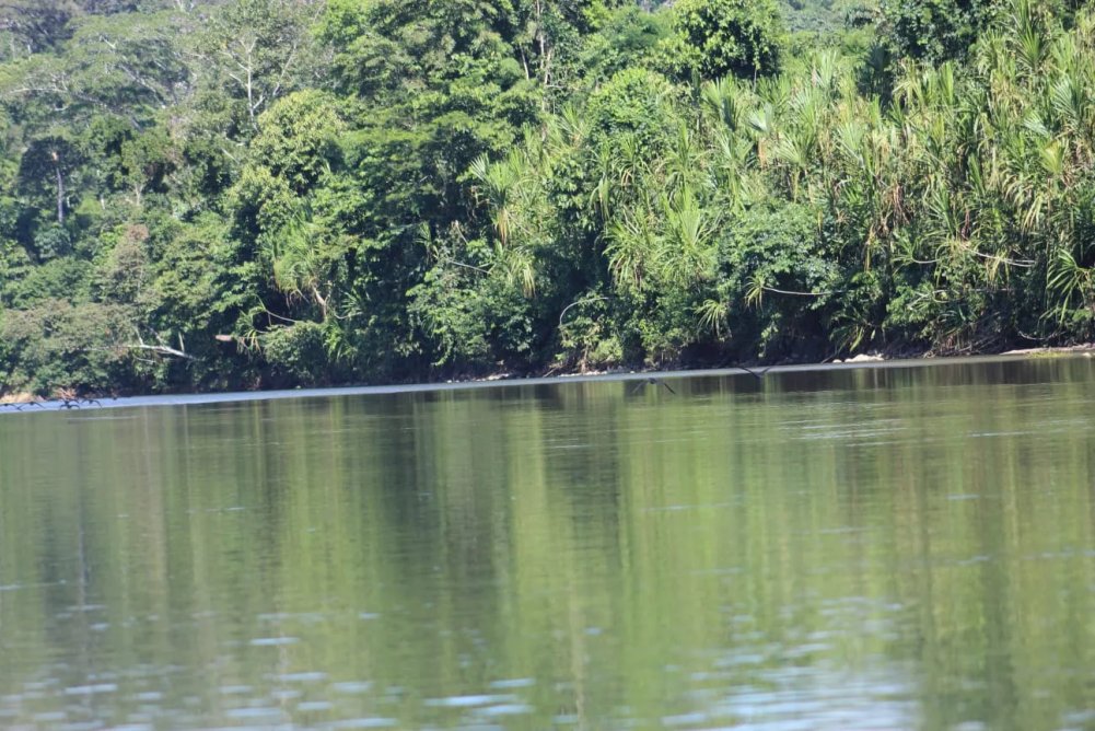 Manu Birdwatching 7 Days Tour