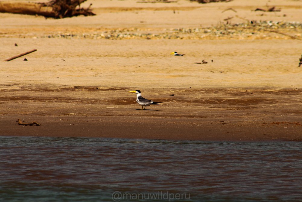 Manu Birdwatching 9 Days Tour