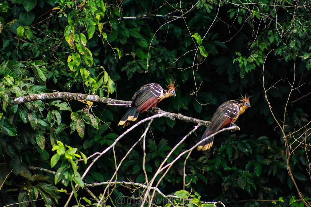 Andean Cock-of-the-Rock in cloud forest - Andes to Amazon birding