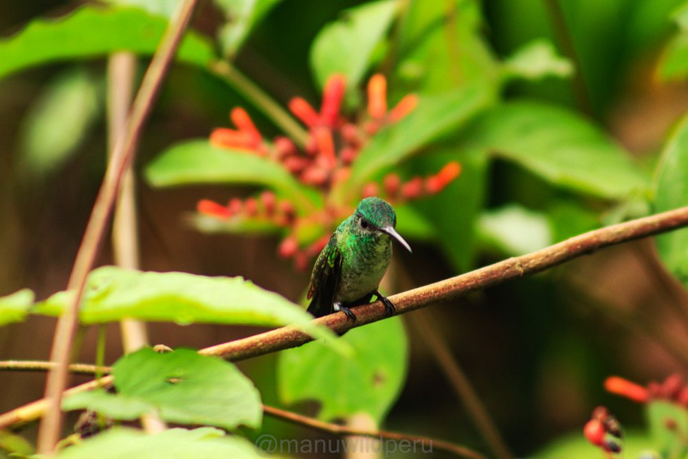 Manu Birdwatching 9 Days Tour