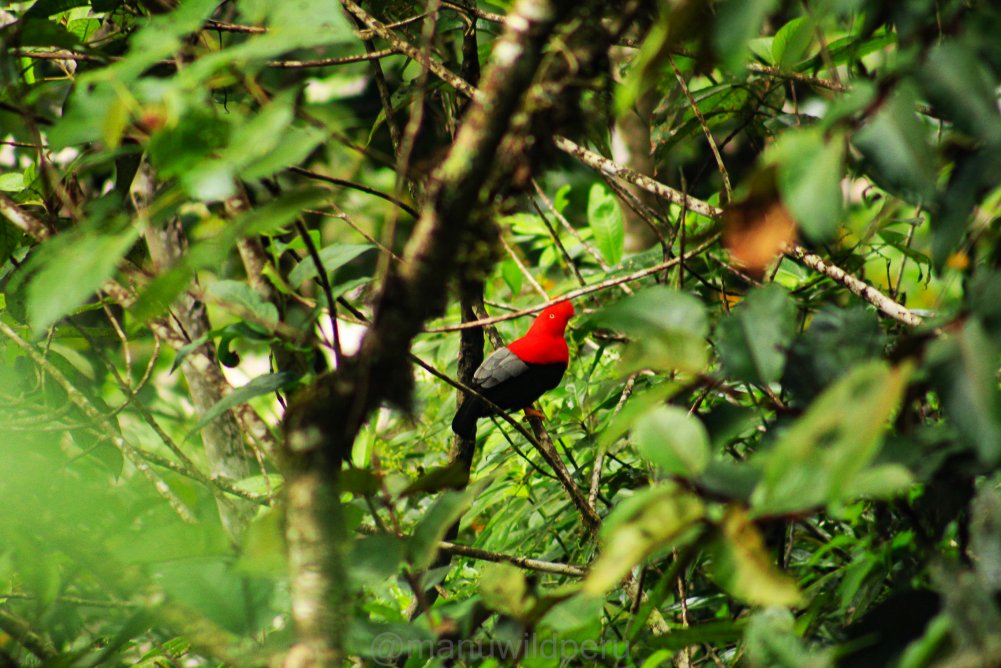 Manu Birdwatching 9 Days Tour