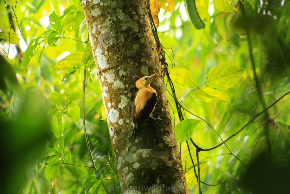 Manu Birdwatching 9 Days Tour