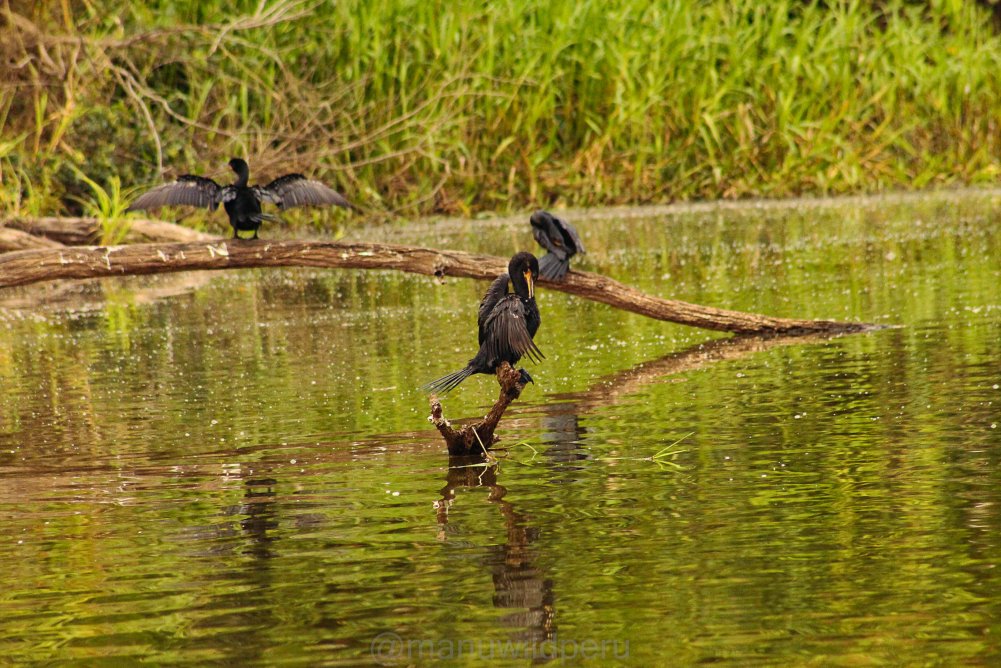 Manu Birdwatching 9 Days Tour