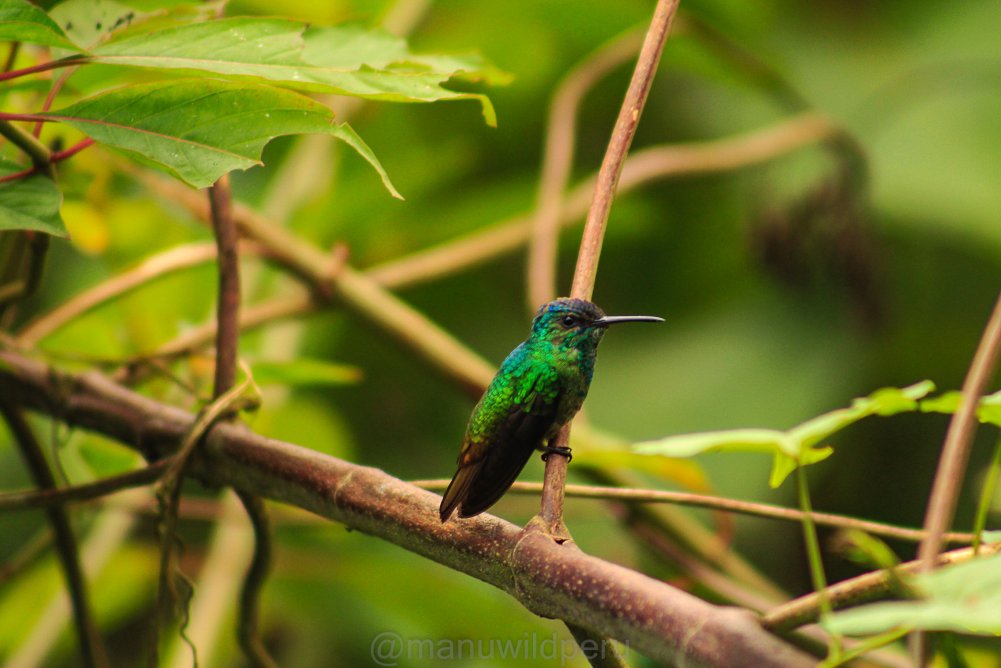 Manu Birdwatching 9 Days Tour