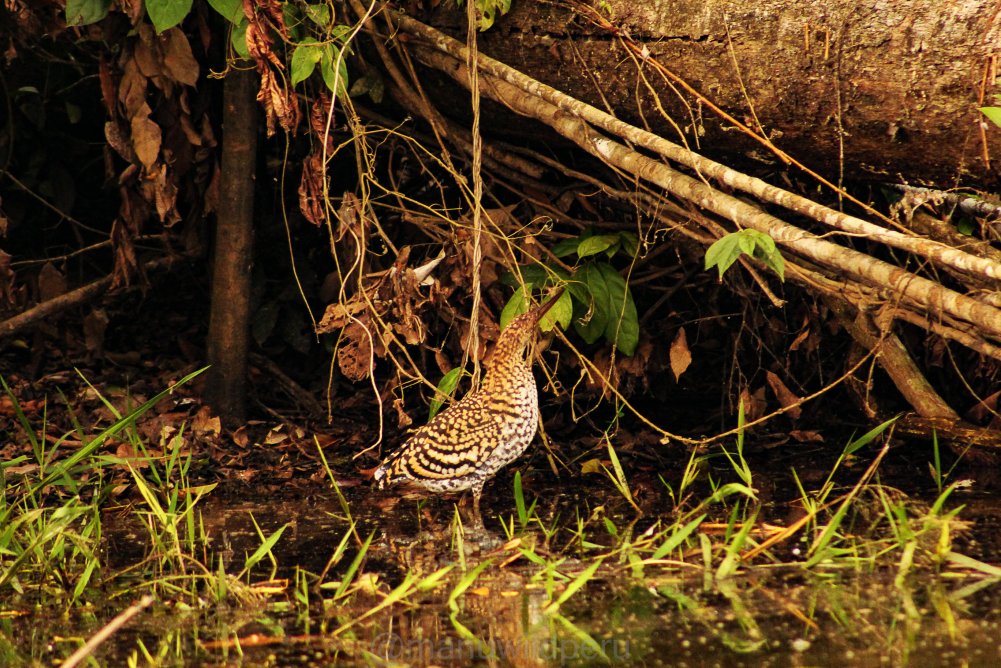 Manu Birdwatching 9 Days Tour