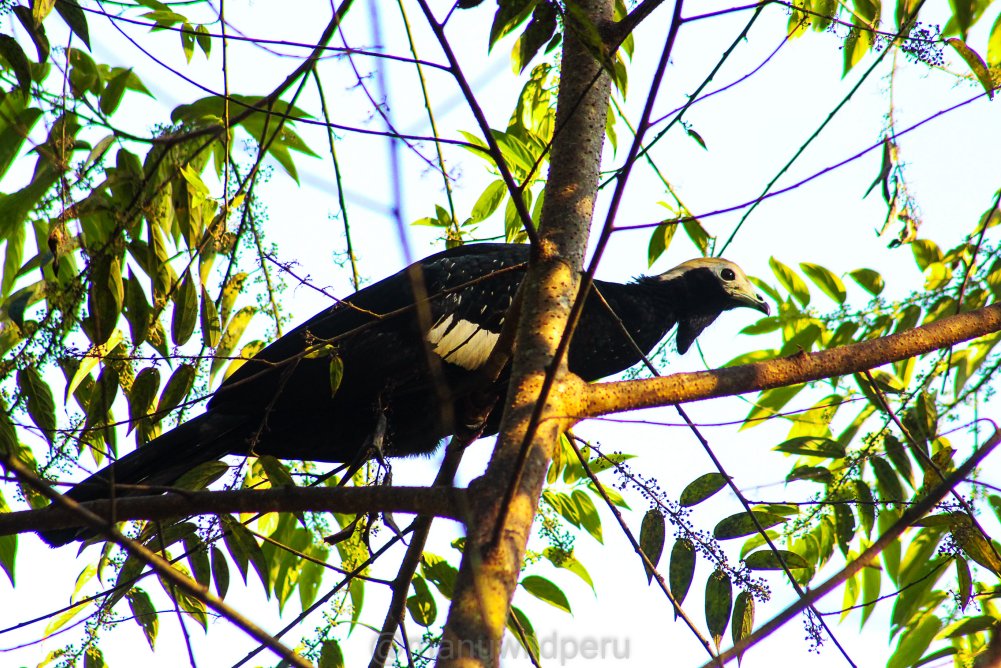Manu Birdwatching 9 Days Tour