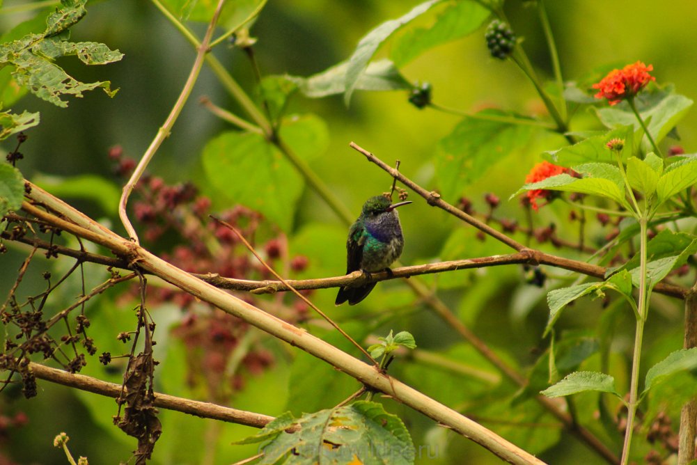 Manu Birdwatching 9 Days Tour