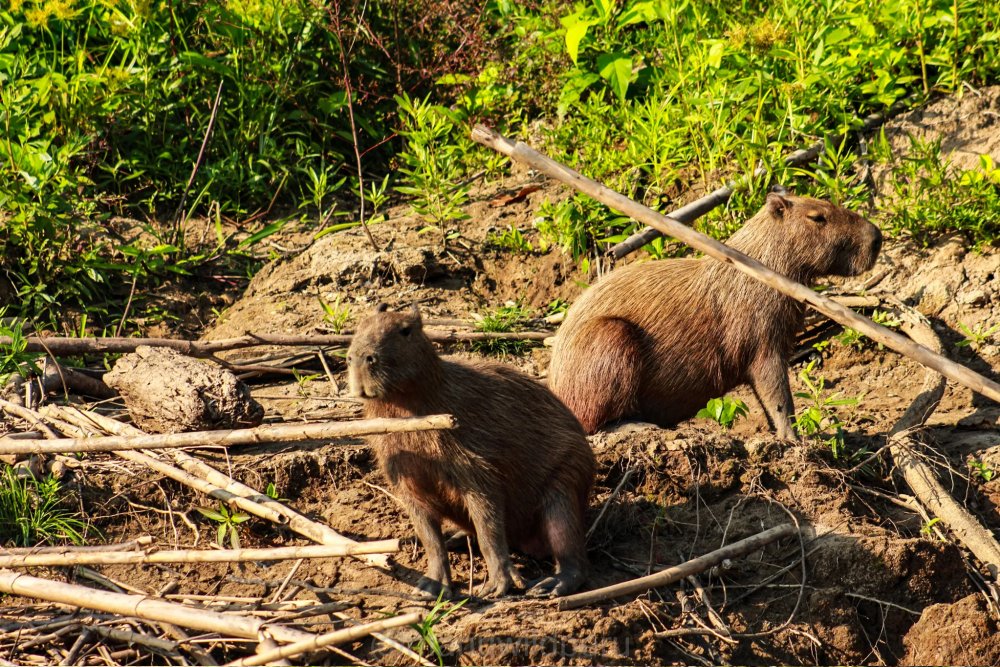 Ecological Adventure in Manu 5 Days Tour