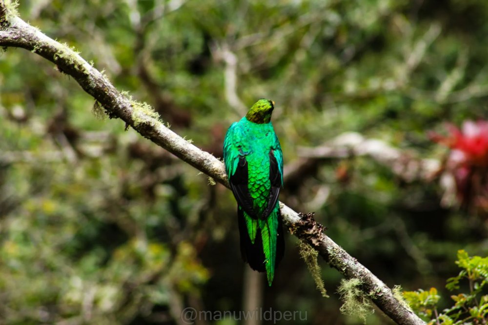 Ecological Adventure in Manu 5 Days Tour