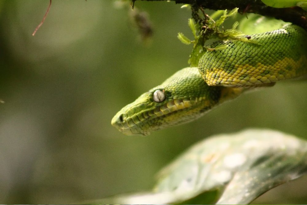 Ecological Adventure in Manu 5 Days Tour