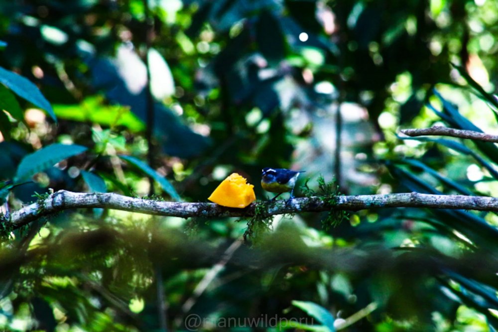 Ecological Adventure in Manu 5 Days Tour