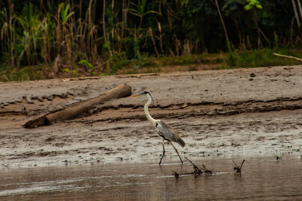 Ecological Adventure in Manu 5 Days Tour