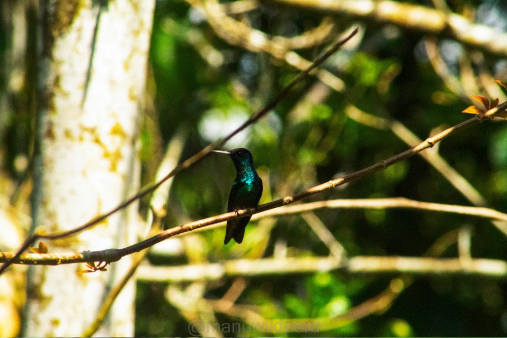 Ecological Adventure in Manu 5 Days Tour