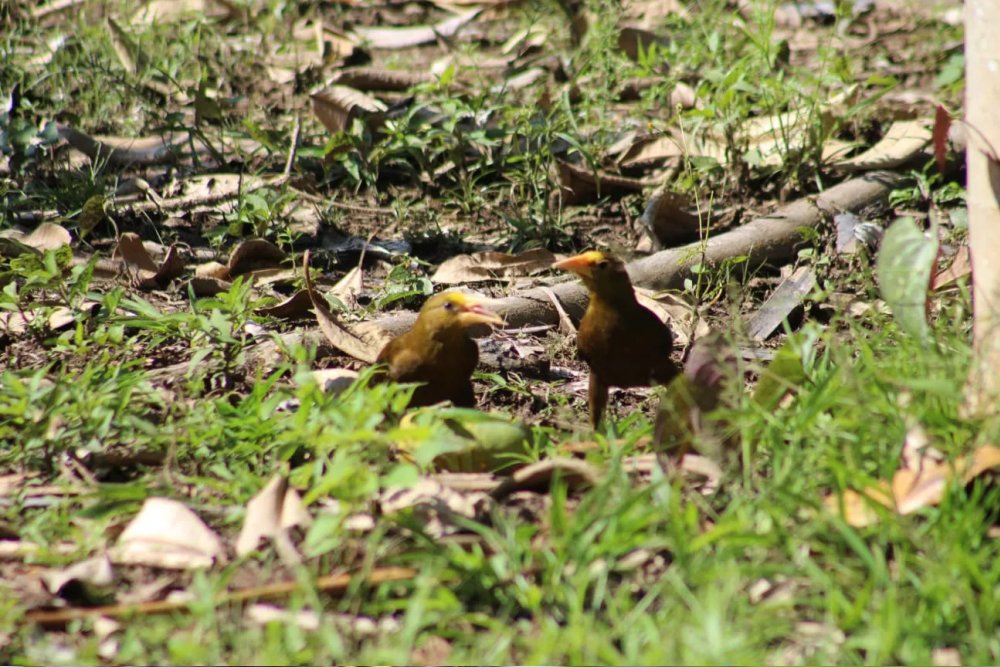 Ecological Adventure in Manu 5 Days Tour