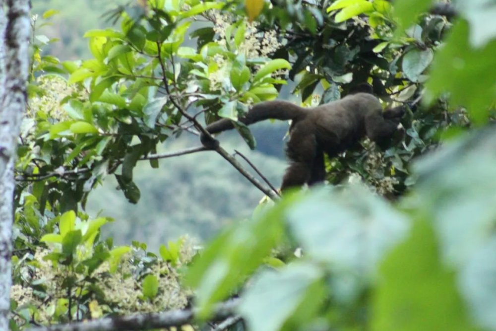 Ecological Adventure in Manu 5 Days Tour