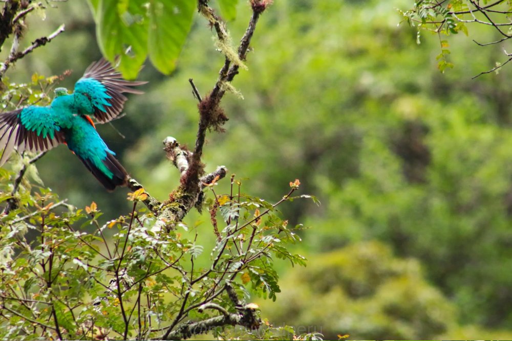 Macaw Clay Lick in Manu Wildlife Center 8 Days Tour