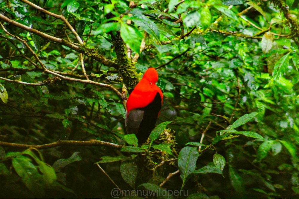 Macaw Clay Lick in Manu Wildlife Center 8 Days Tour