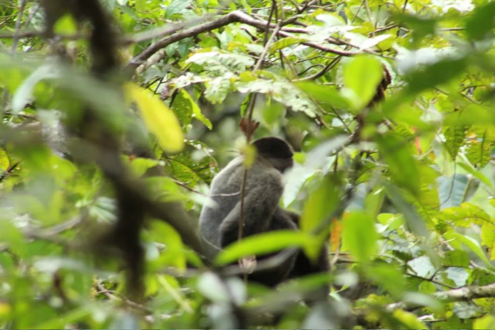 Macaw Clay Lick in Manu Wildlife Center 8 Days Tour