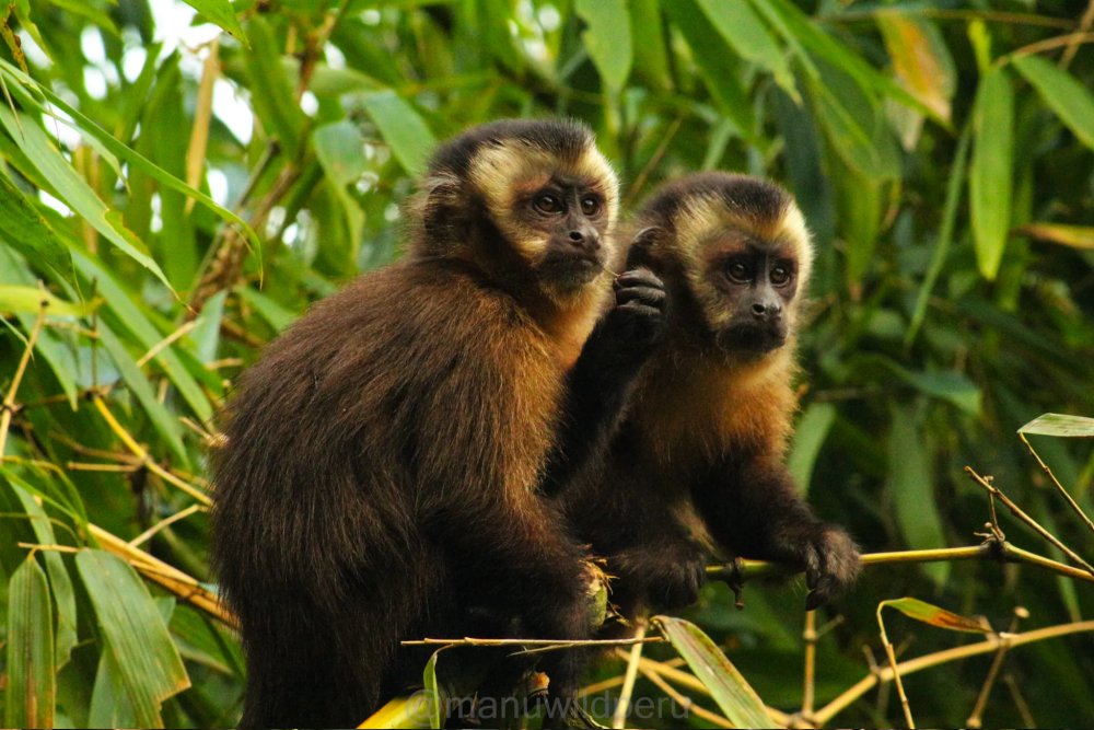 Manu Jungle Tour 3 Days Tour