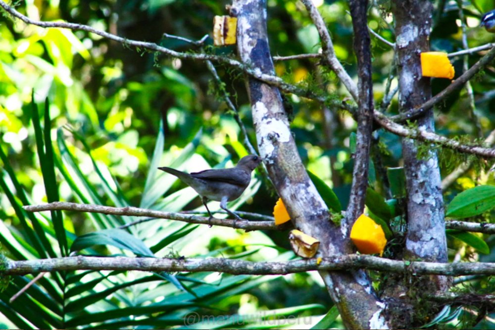 Manu Jungle Tour 3 Days Tour