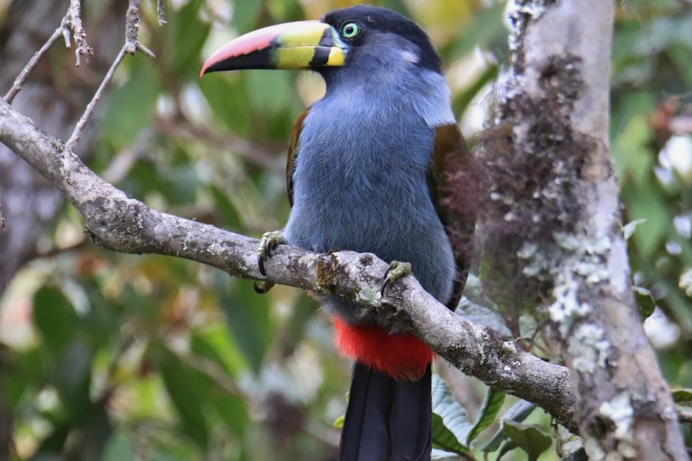 Manu Jungle Tour 3 Days Tour