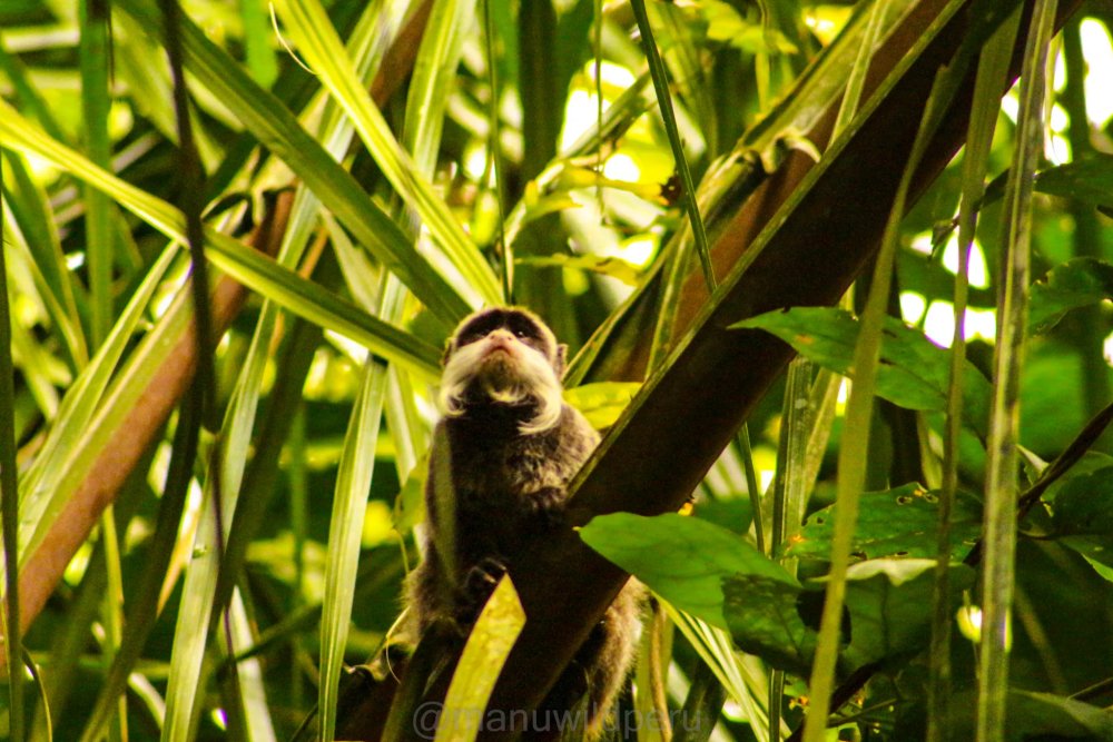 Manu National Park Tour 5 Days Tour