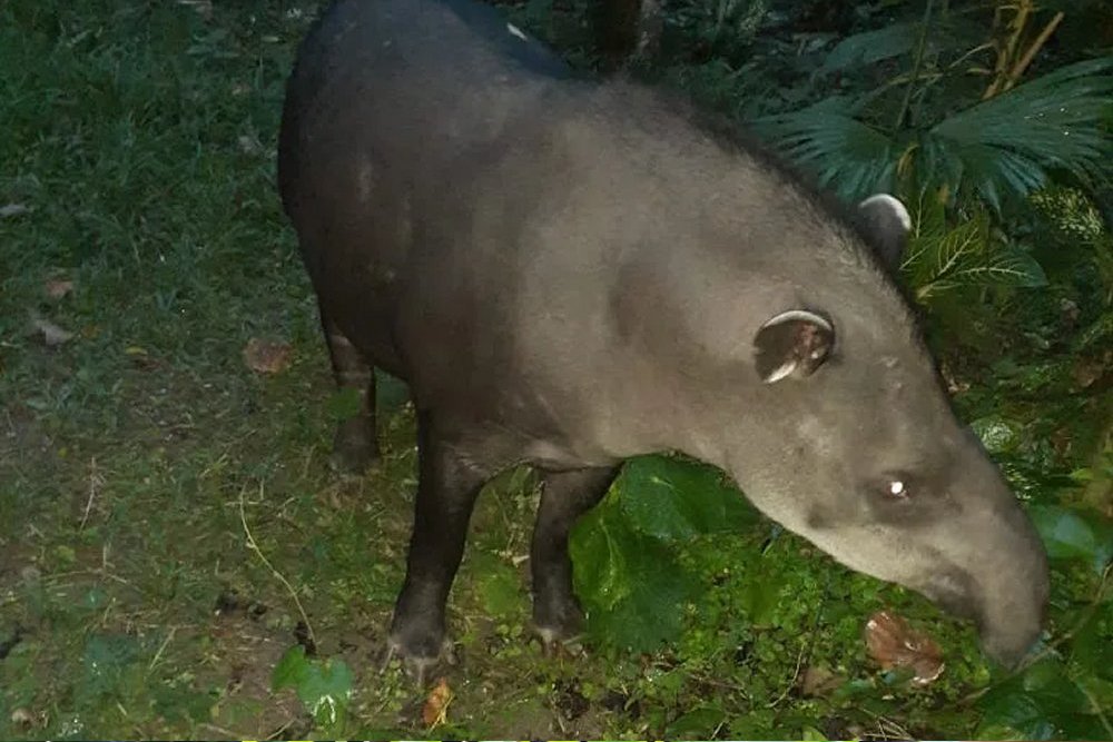 Manu National Park Tour 5 Days Tour